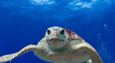 Ordinanza tutela e presidio del nido di tartaruga della specie Caretta caretta rilevato in località Torre Pozzillo, Cinisi