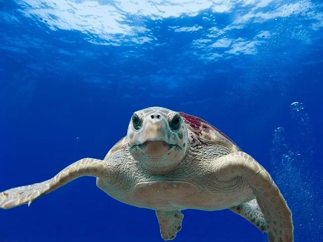 Ordinanza tutela e presidio del nido di tartaruga della specie Caretta caretta rilevato in località Torre Pozzillo, Cinisi